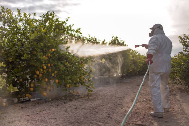 Best Rodent Control Near Me  in South San Gabriel, CA