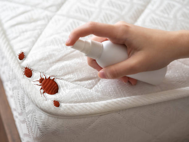 Best Affordable Pest Control Services  in South San Gabriel, CA