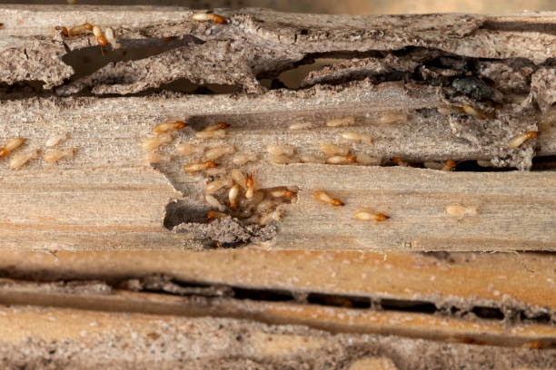 Best Ant Control Services  in South San Gabriel, CA
