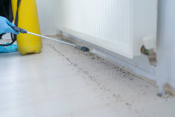 Flea Control Services in South San Gabriel, CA