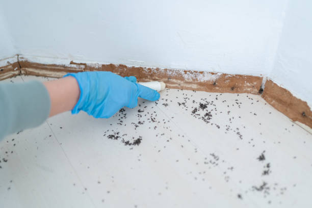 Best Bed Bug Extermination  in South San Gabriel, CA